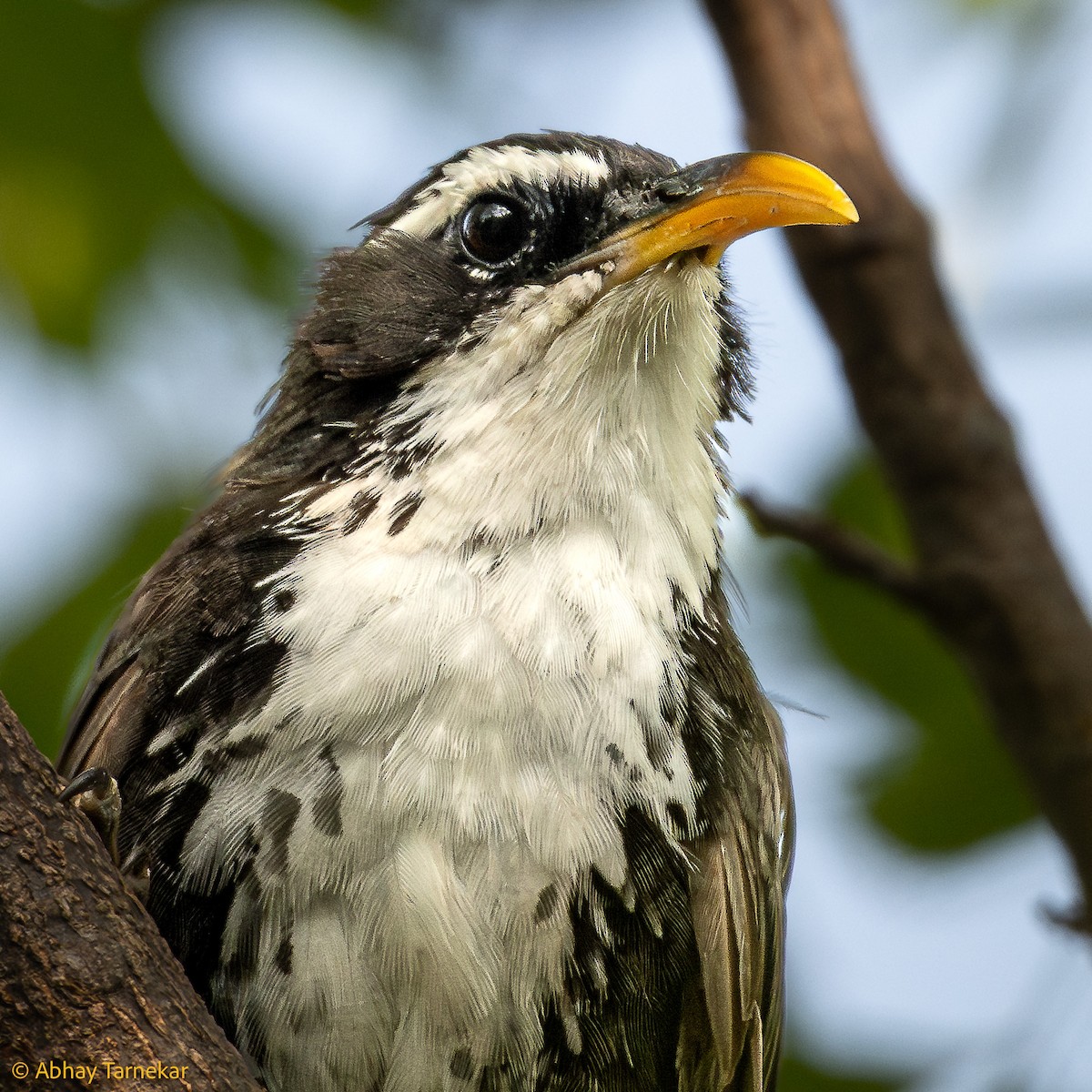 Indian Scimitar-Babbler - ML644594642