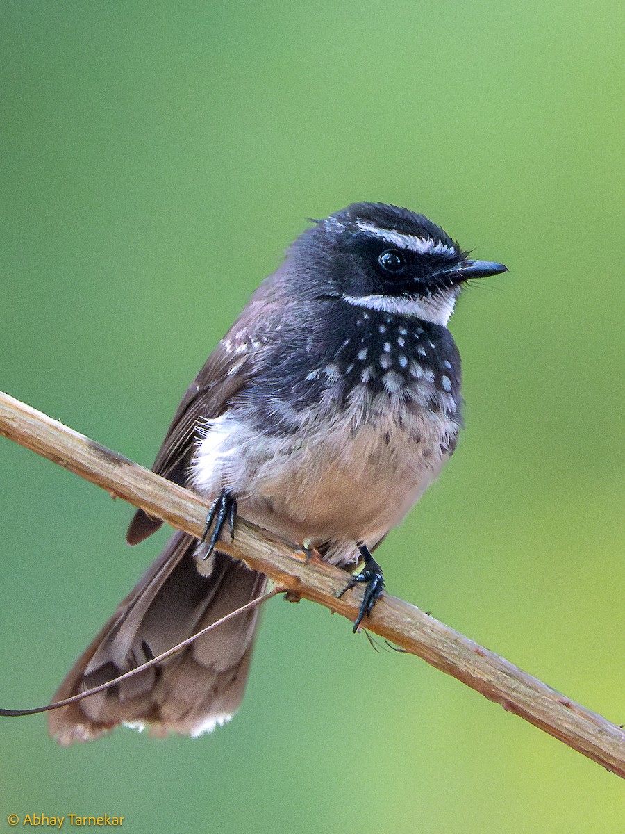 flekkbrystviftestjert - ML644594656