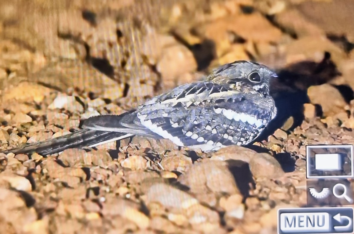 Long-tailed Nightjar - ML644594660