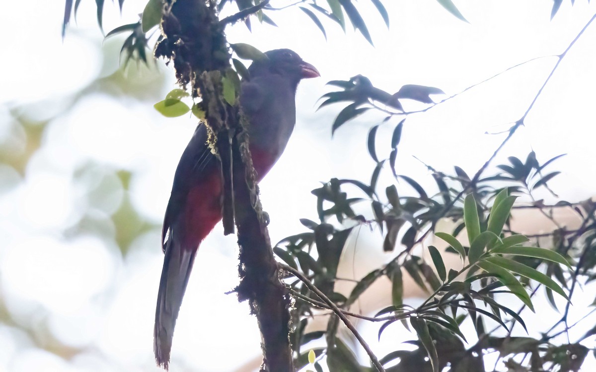 Schieferschwanztrogon (massena/hoffmanni) - ML644594662