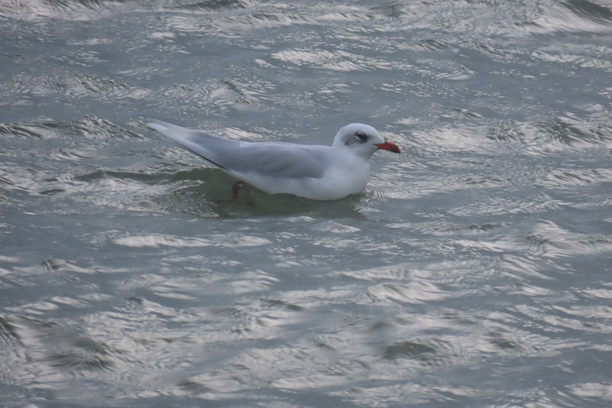 Mediterranean Gull - ML644594668