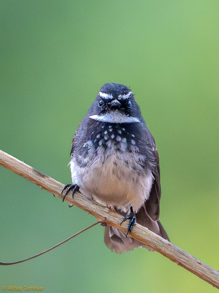 flekkbrystviftestjert - ML644594669