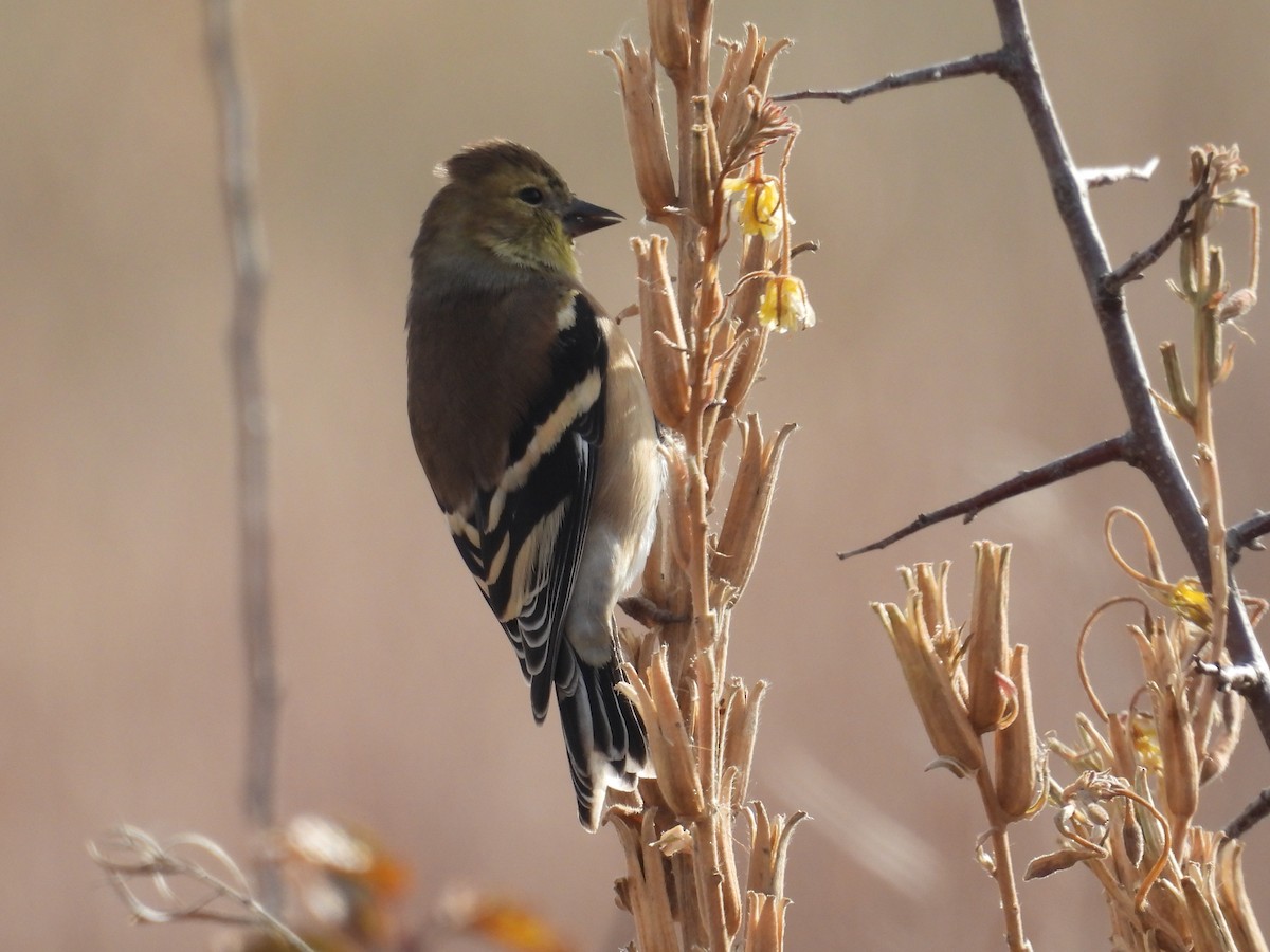 American Goldfinch - ML644594677