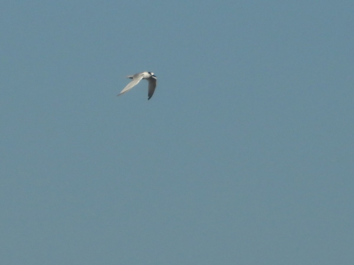 Крячок рябодзьобий - ML644594692