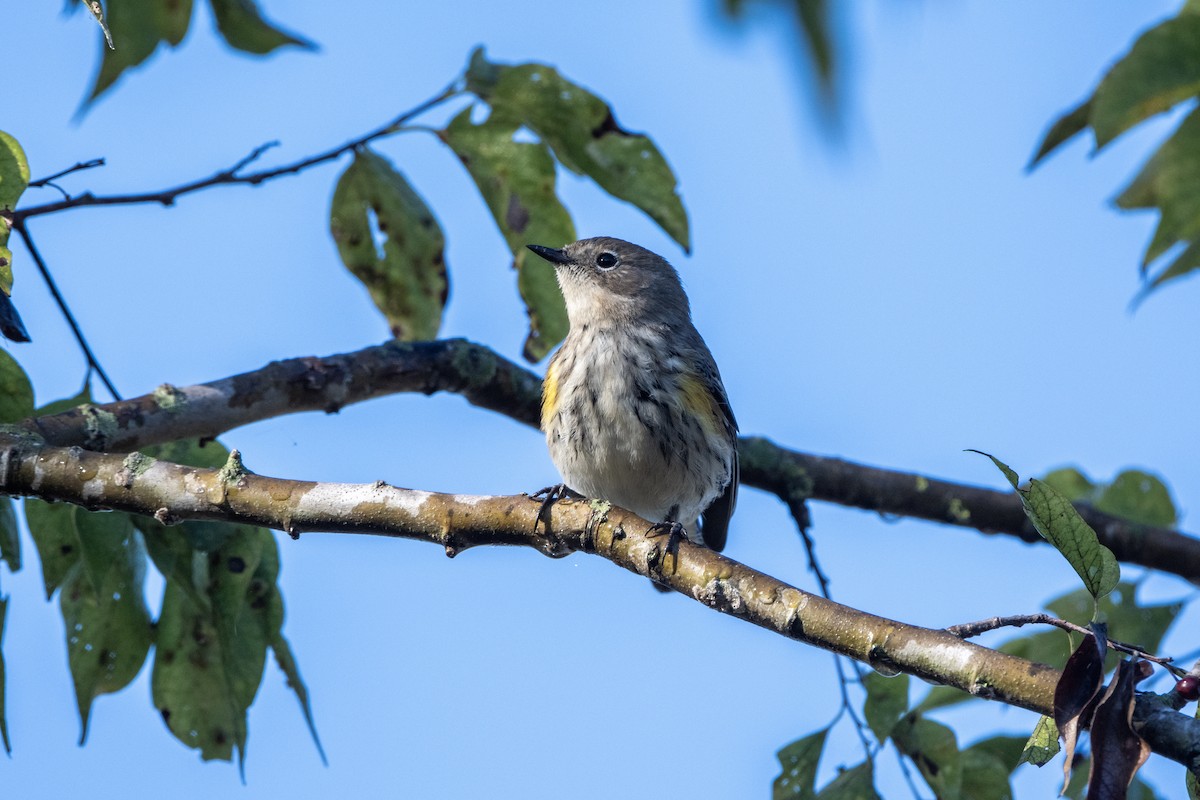 Yellow-rumped Warbler - ML644594693
