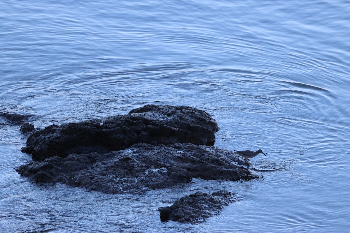 Wandering Tattler - ML644594696