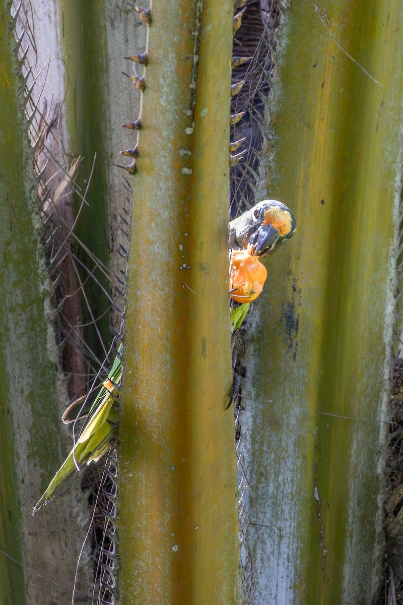 Peach-fronted Parakeet - ML644594703