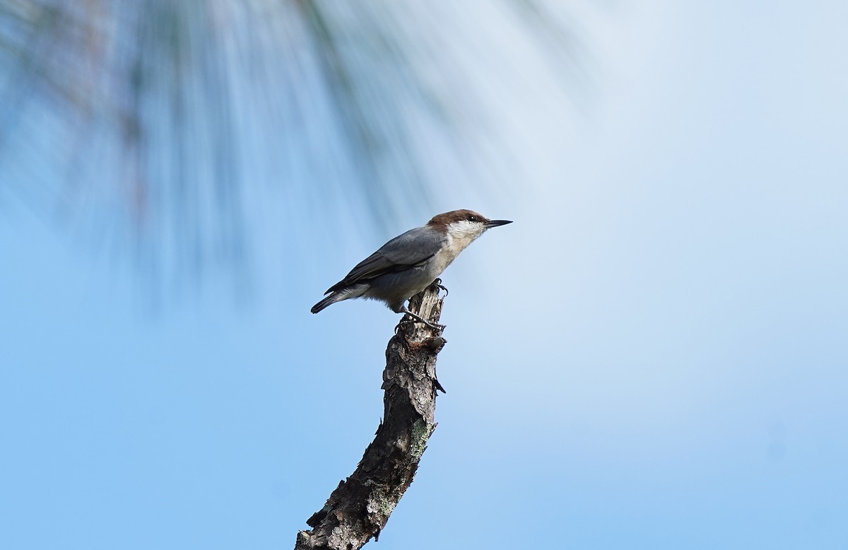 Sittelle à tête brune - ML644594704