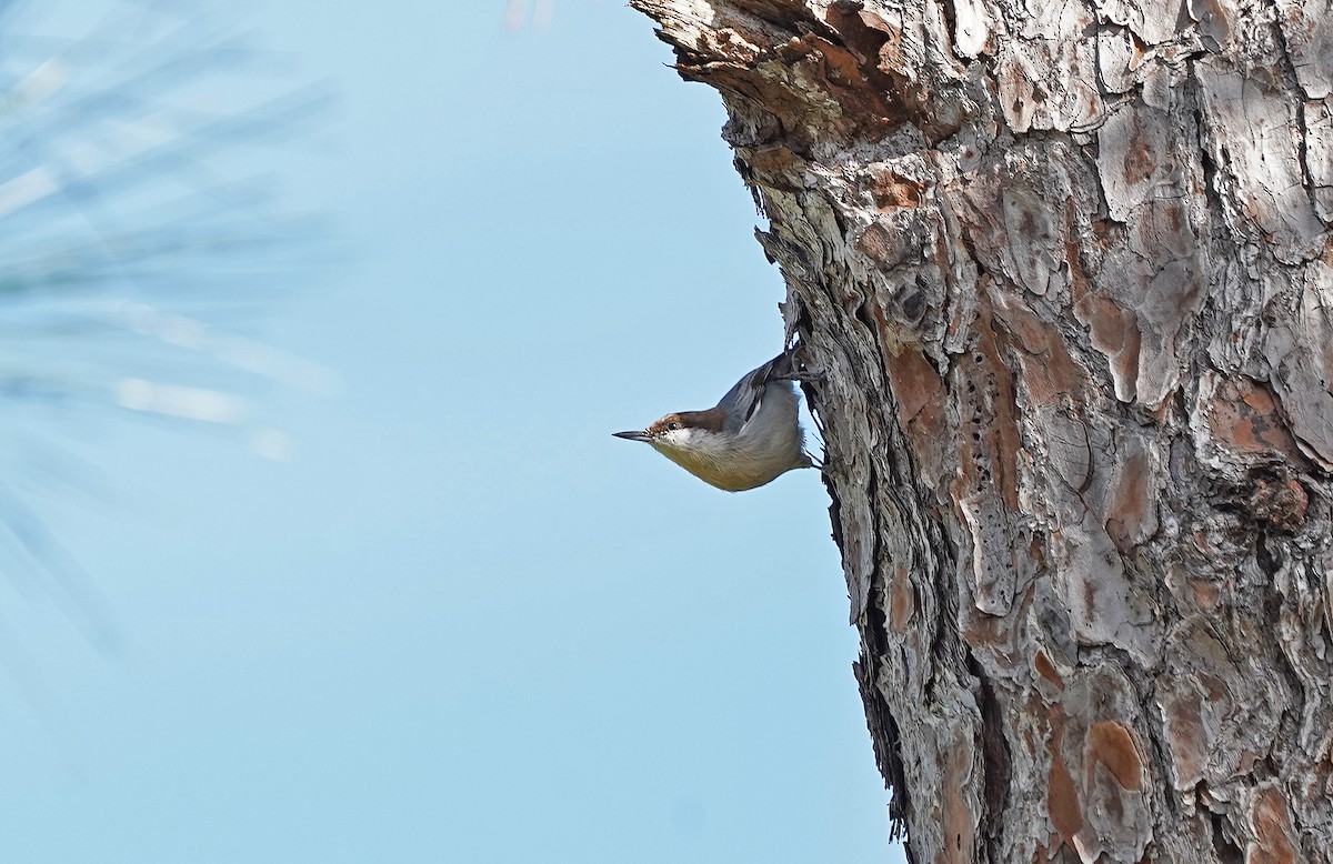 Sittelle à tête brune - ML644594705