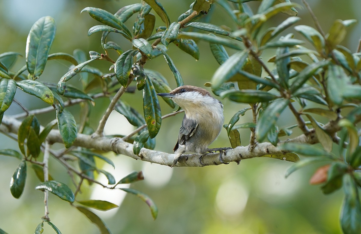 Sittelle à tête brune - ML644594706
