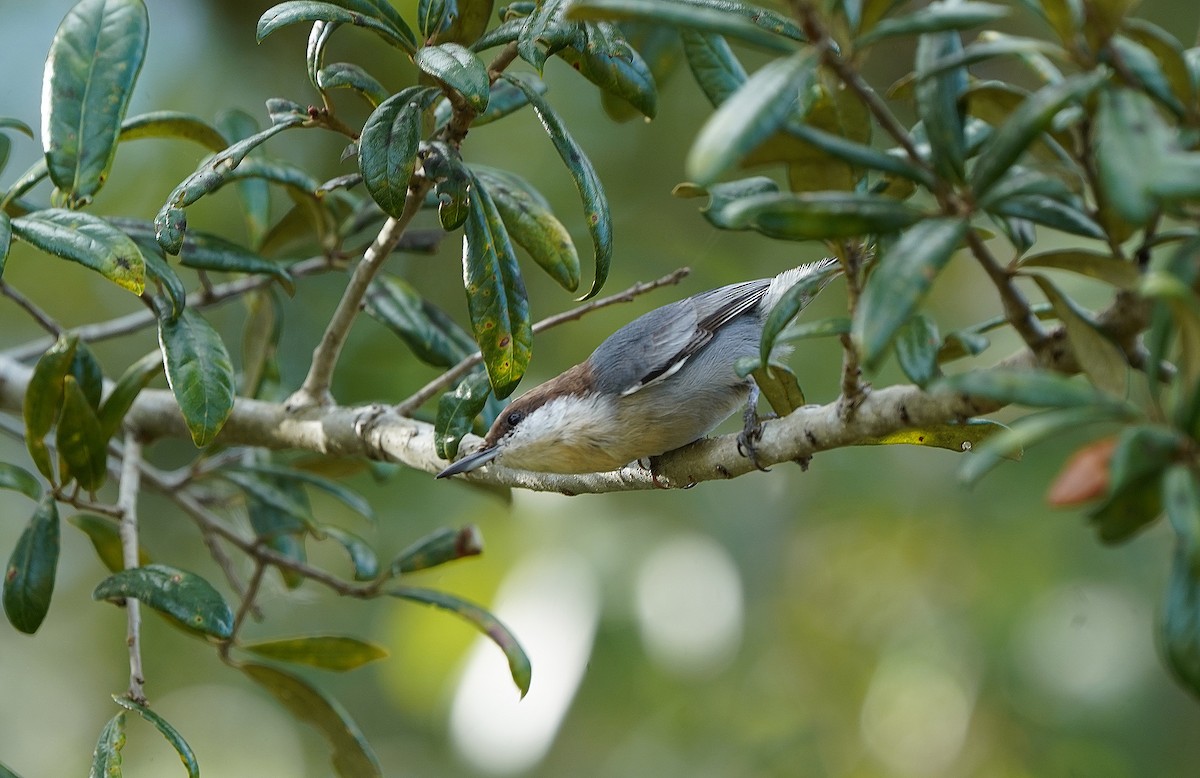 Sittelle à tête brune - ML644594707