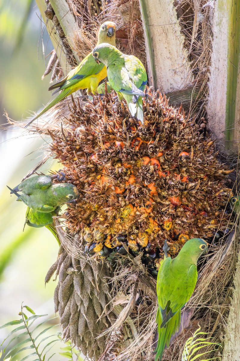 Peach-fronted Parakeet - ML644594715
