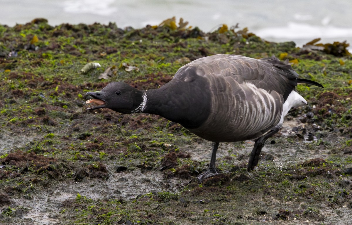 Brant (Dark-bellied) - Geert Bouke Kortleve