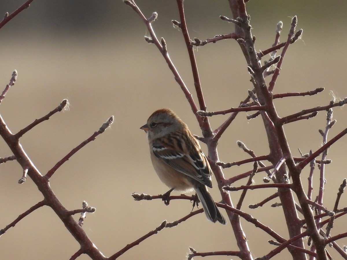 American Tree Sparrow - ML644594719