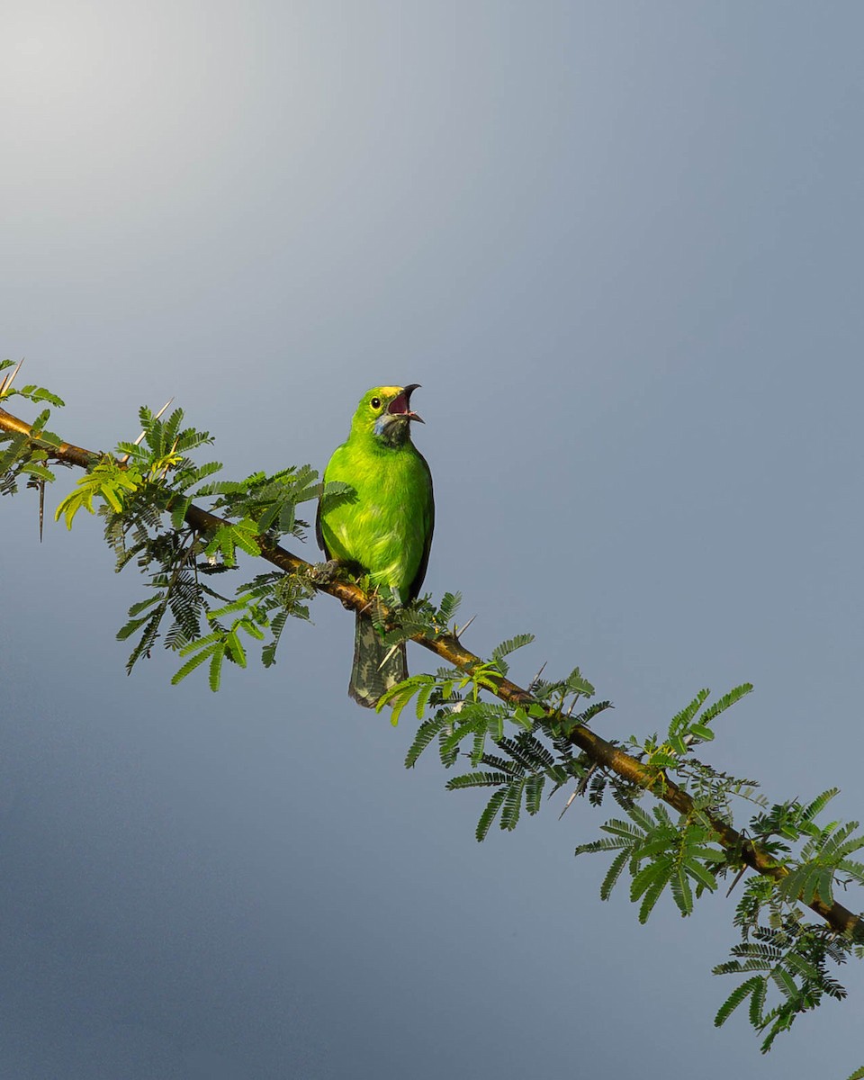 Verdin à front d'or - ML644594728