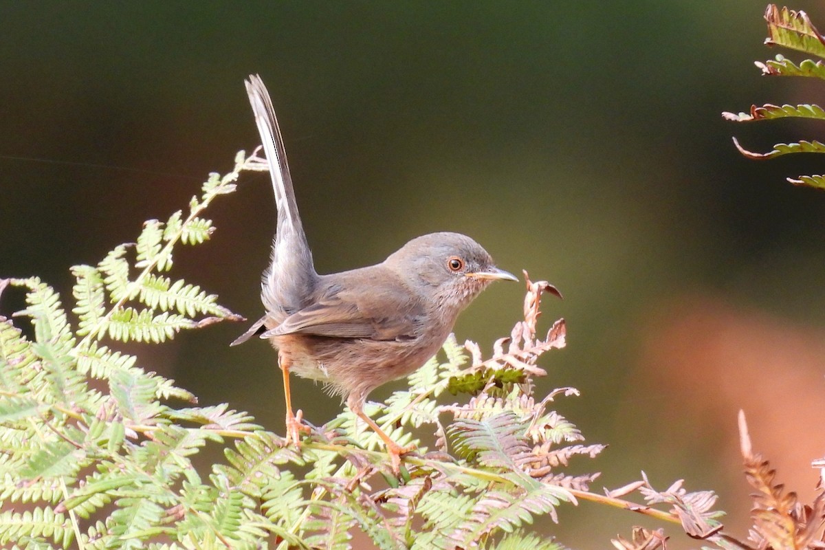 Кропив'янка прованська - ML644594733