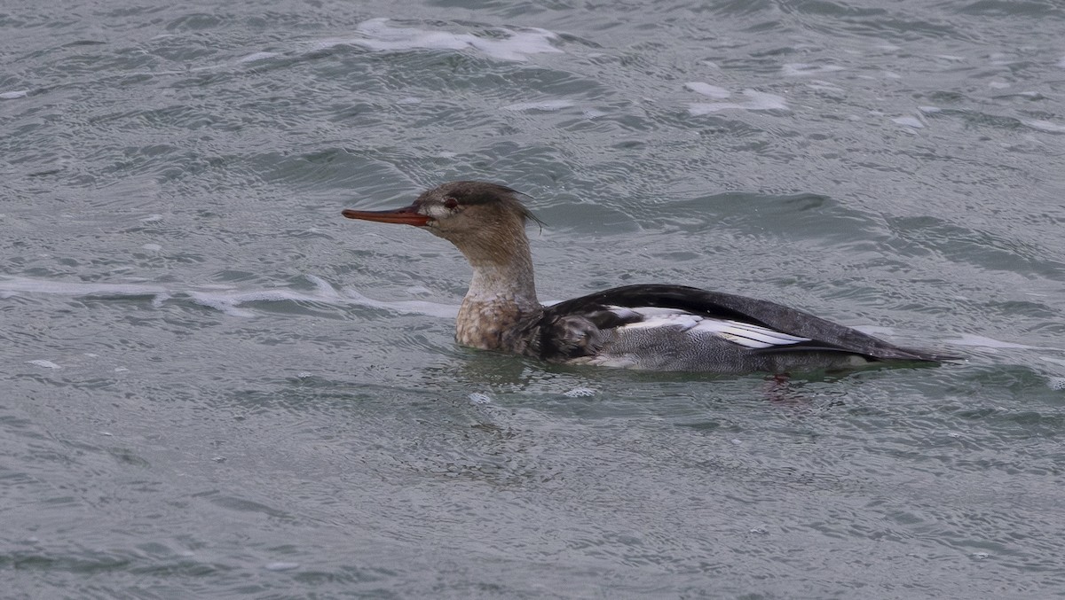 Red-breasted Merganser - ML644594741