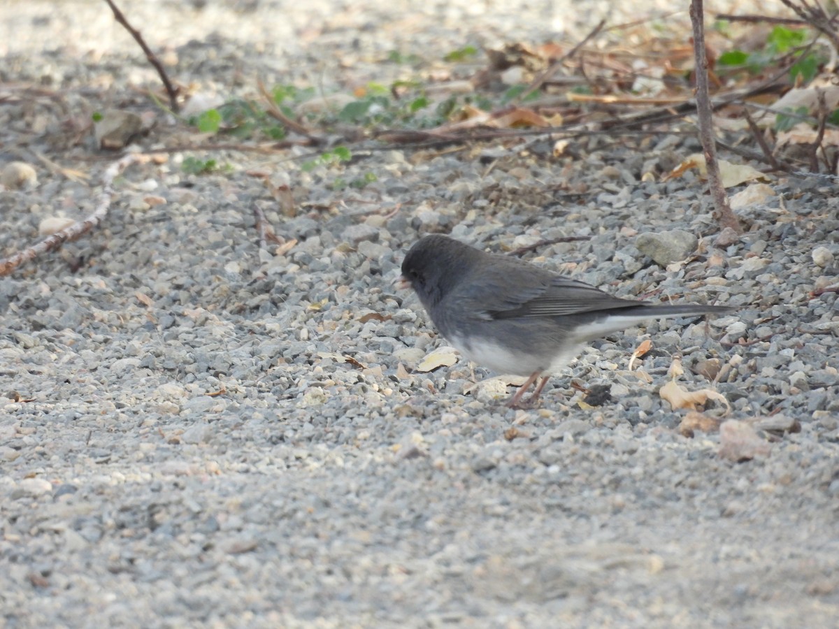 Dark-eyed Junco - ML644594743