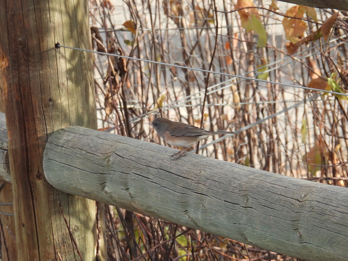 Dark-eyed Junco - ML644594744