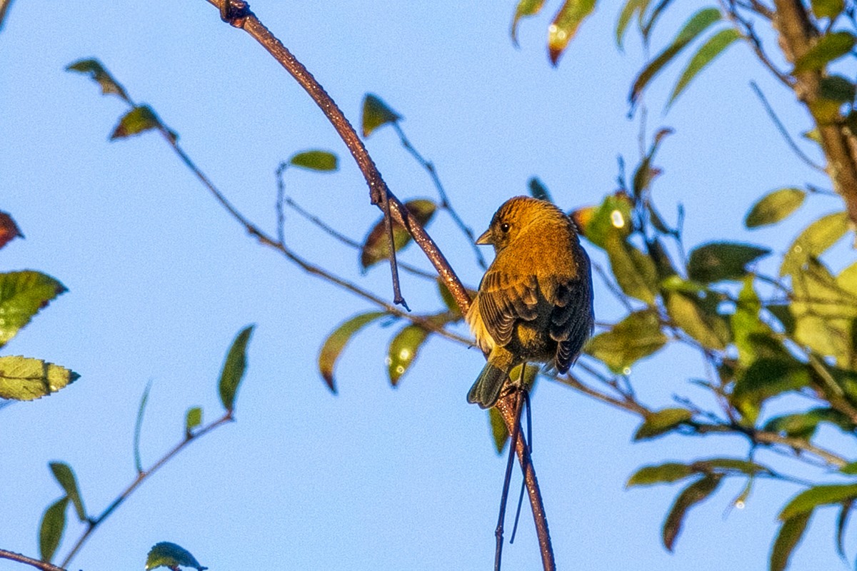 indigospurv - ML644594745