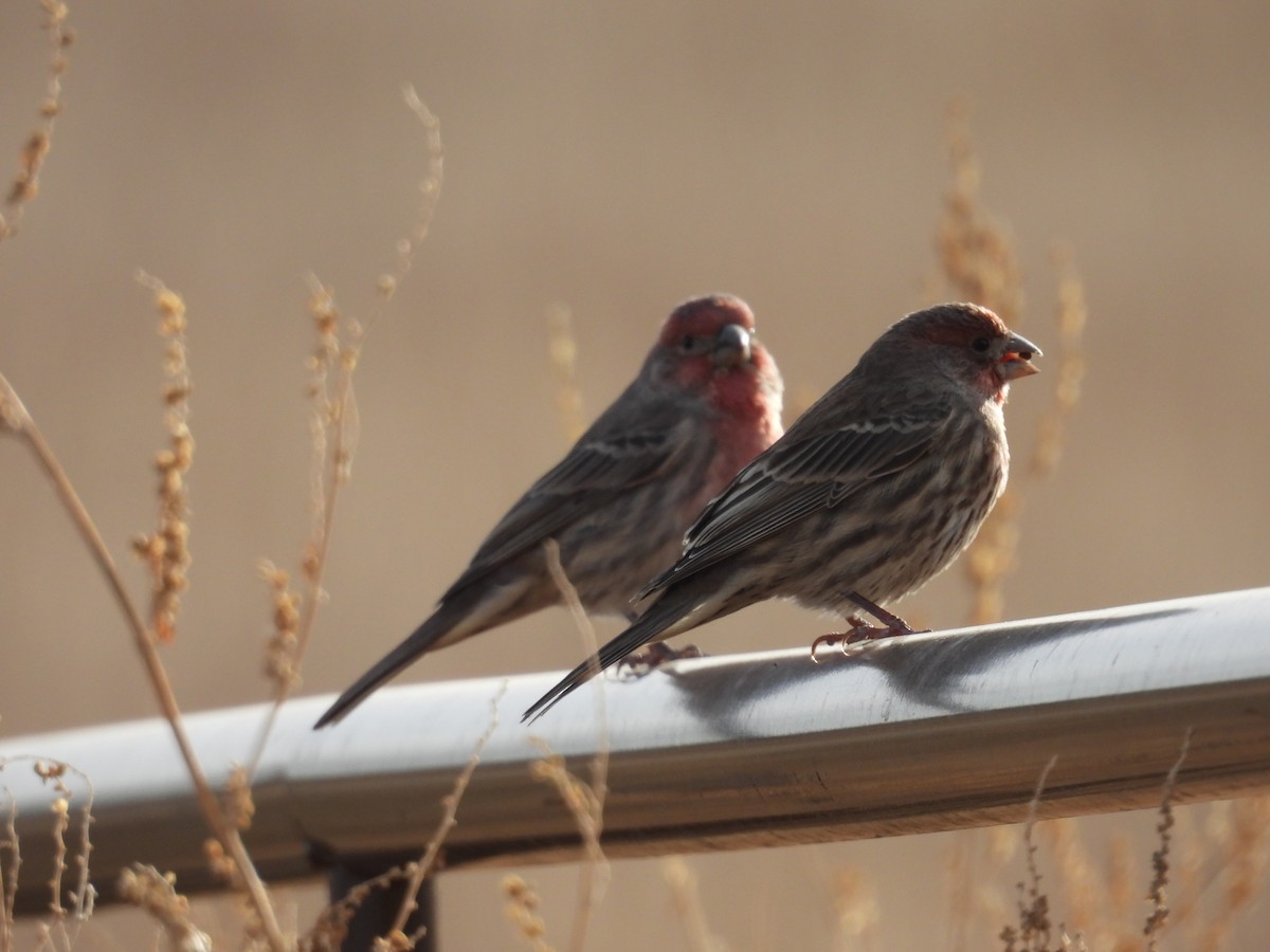 Burugorri arrunta - ML644594758