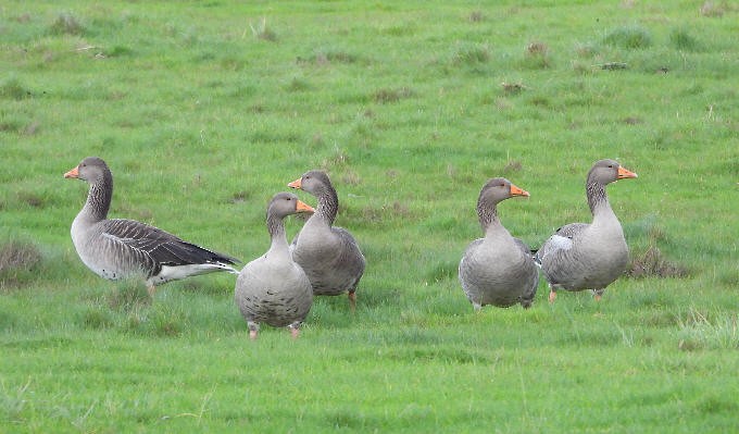 husa velká - ML644594767