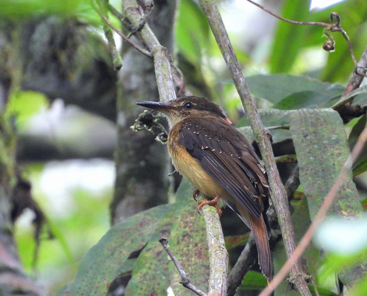 Tropical Royal Flycatcher - ML644594777
