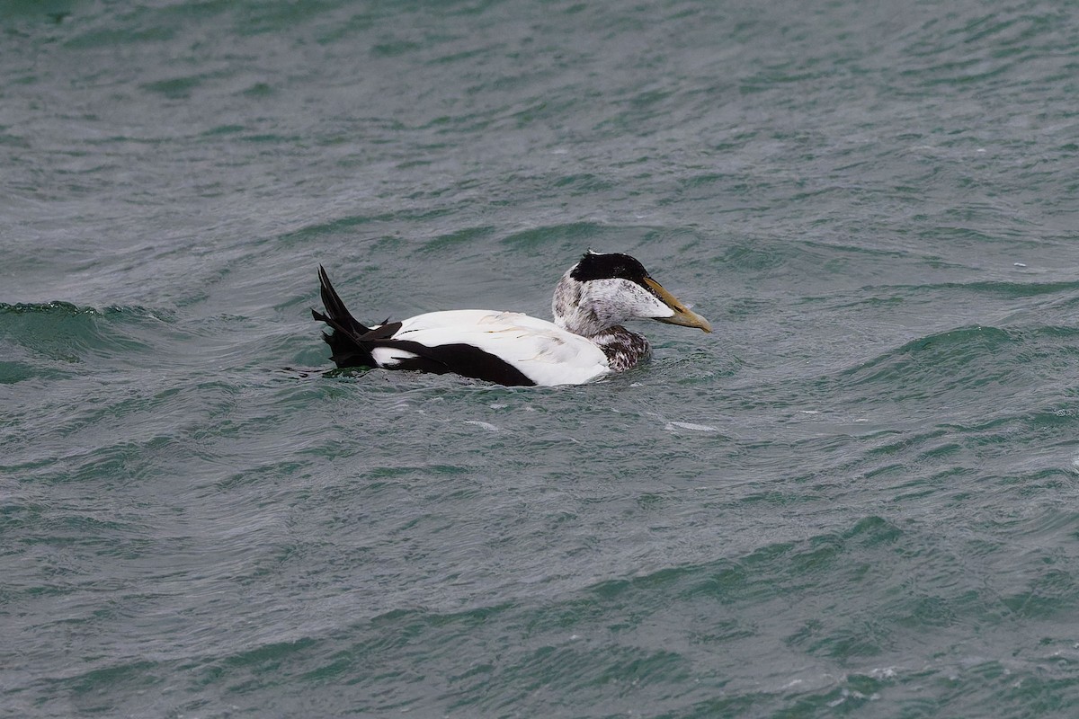 אדרית שחורת-כיפה - ML644594778