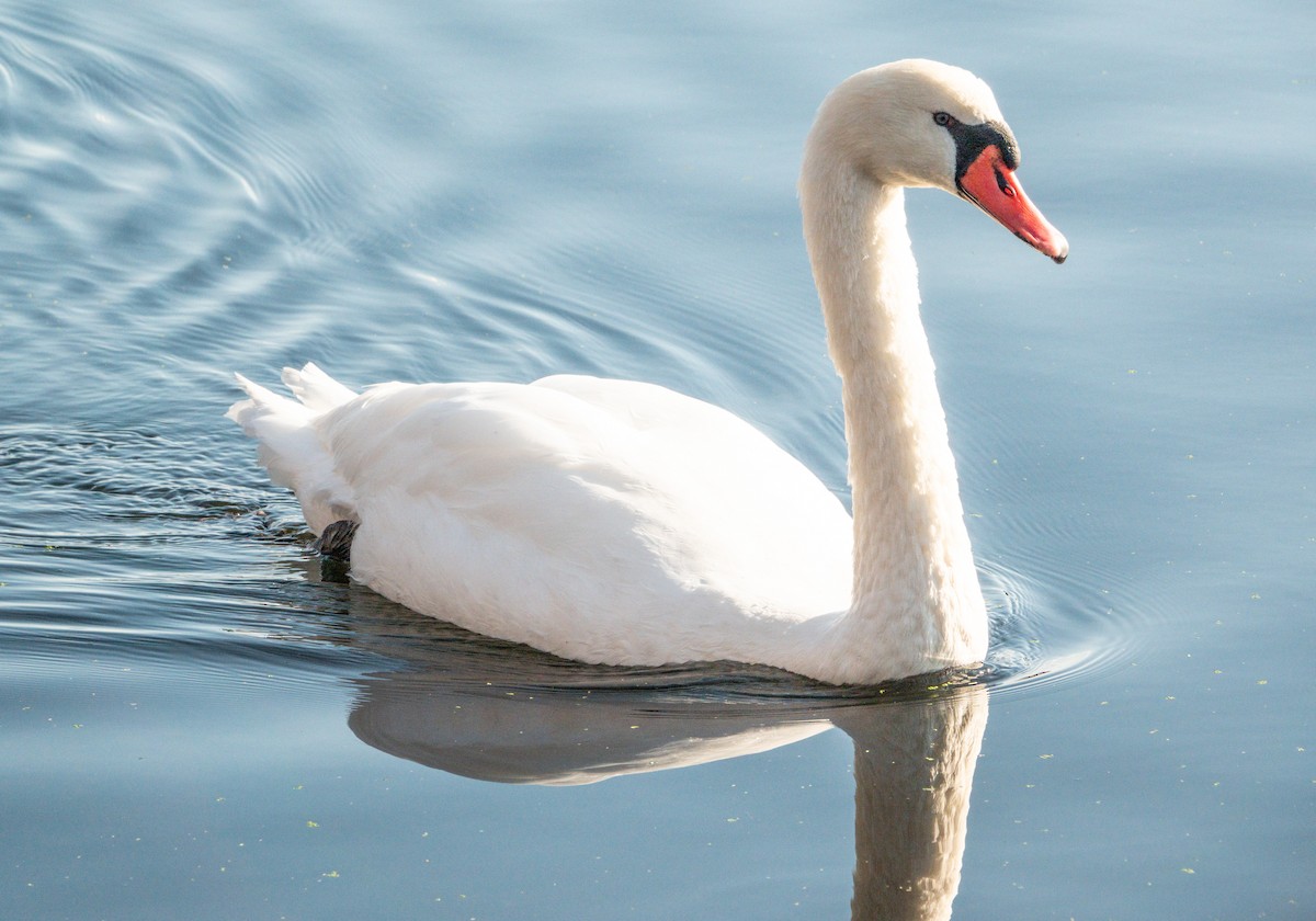 疣鼻天鵝 - ML644594779