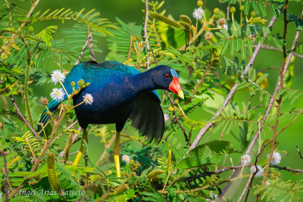 Purple Gallinule - ML644594785