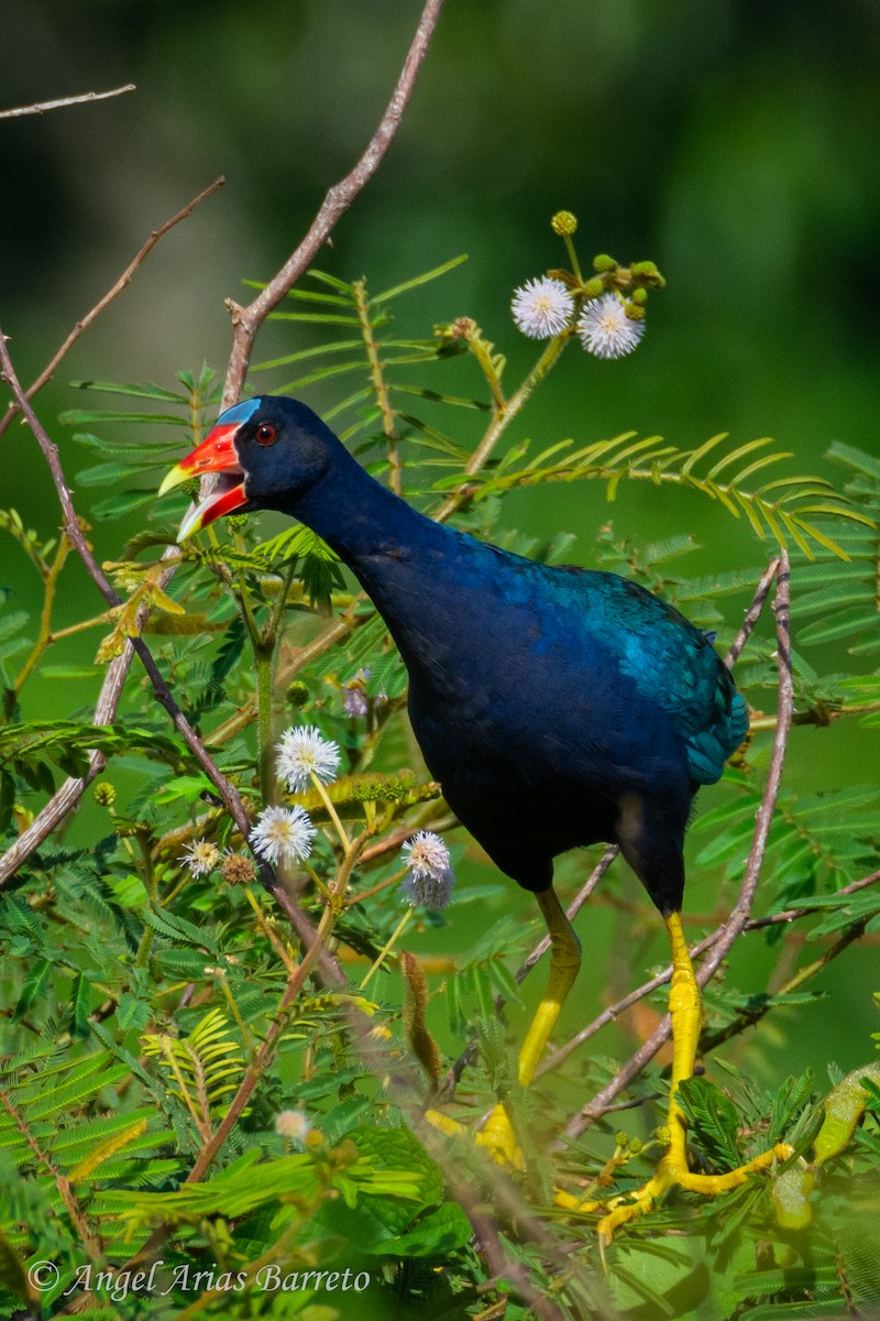 Purple Gallinule - ML644594786