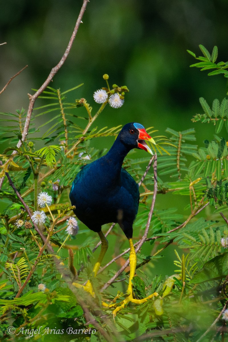 Purple Gallinule - ML644594787