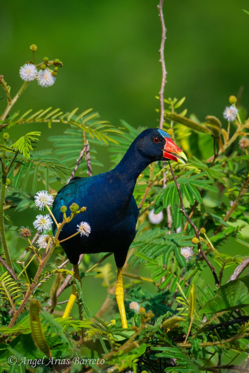Purple Gallinule - ML644594788