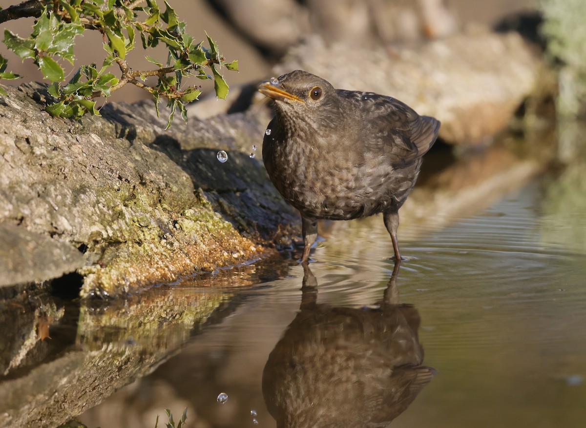 Дрізд чорний - ML644594794