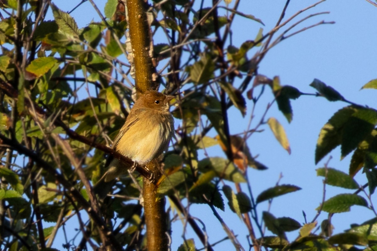 indigospurv - ML644594798