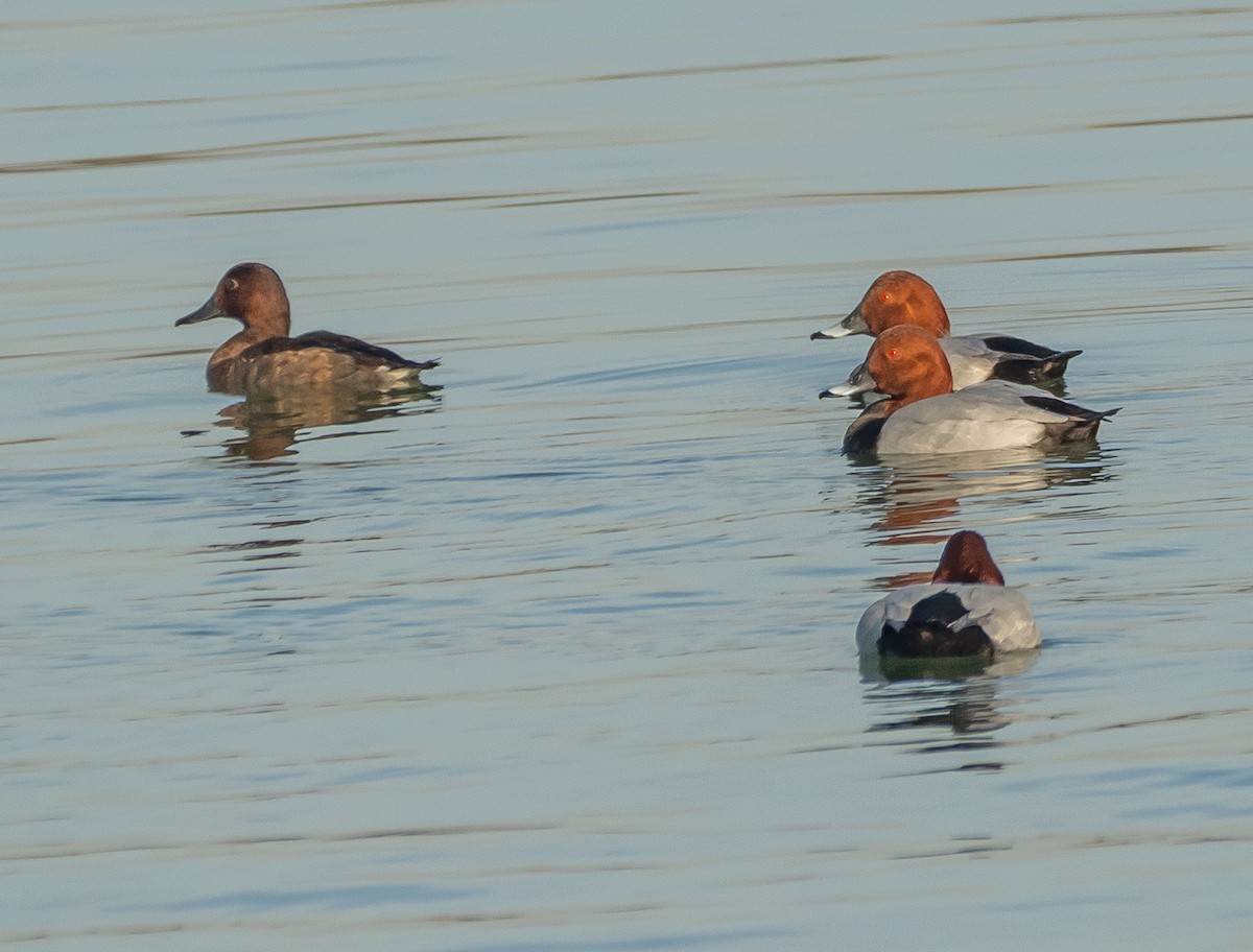 メジロガモ - ML644594799