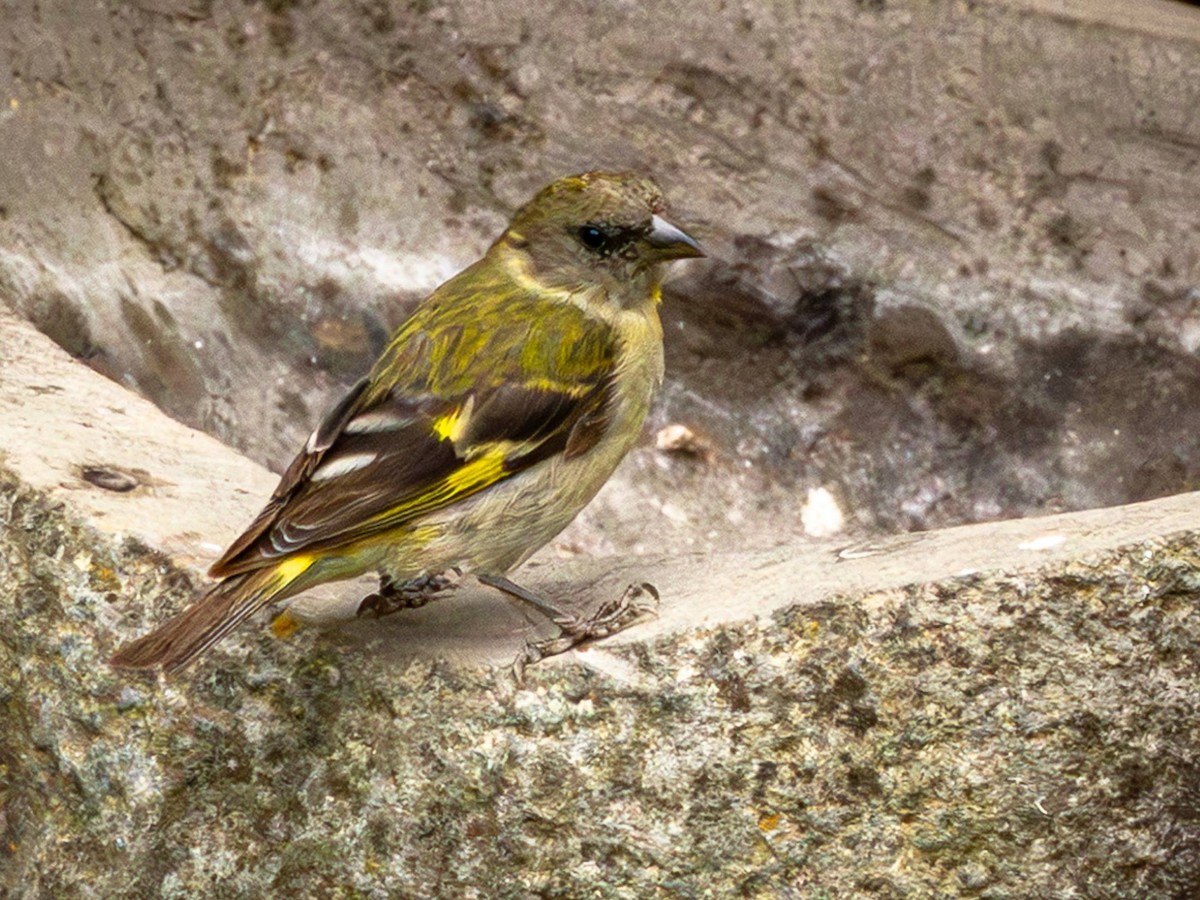 Hooded Siskin - ML644594800