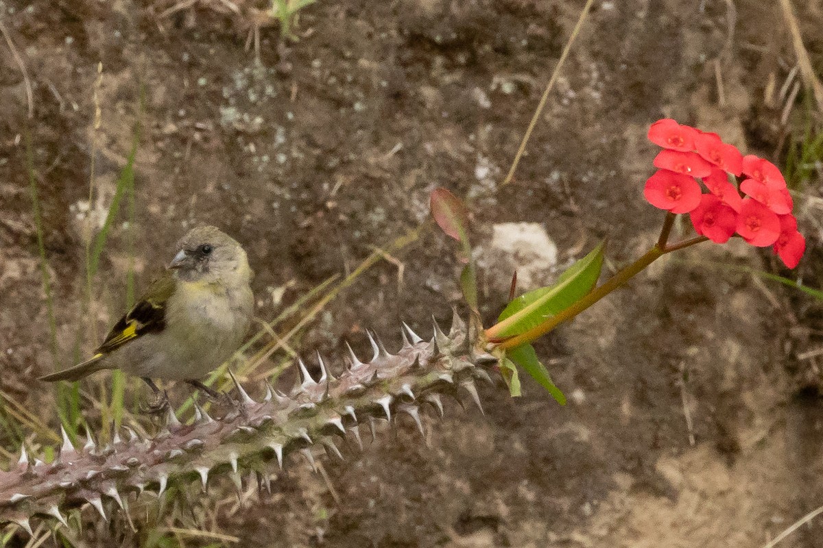 Hooded Siskin - ML644594801