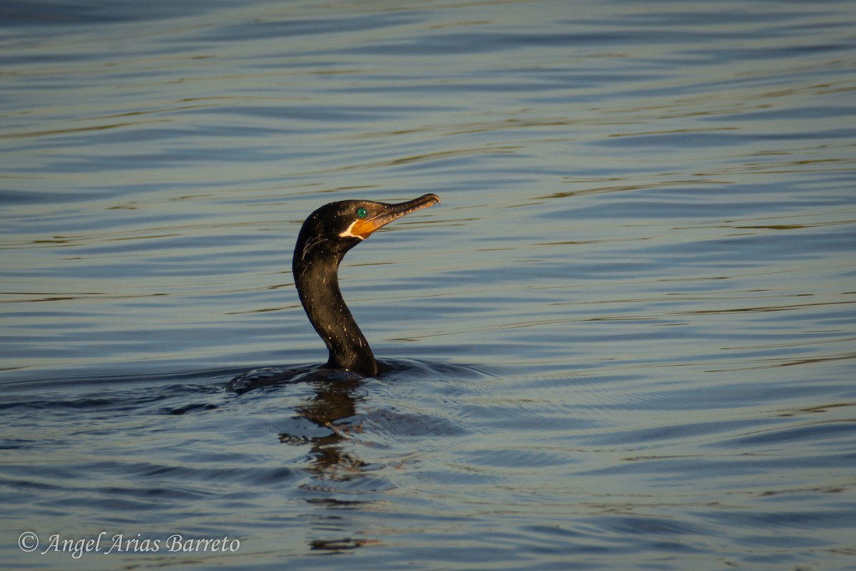 Neotropic Cormorant - ML644594821