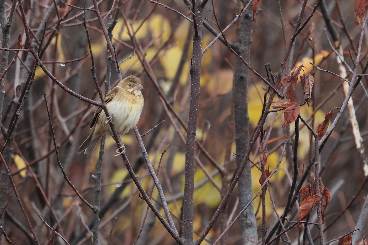 Dickcissel - ML644594826