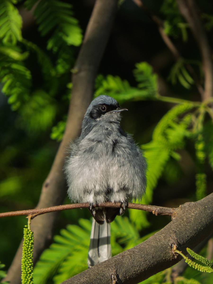 Masked Gnatcatcher - ML644594839