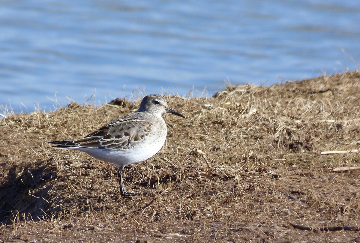 bonapartesnipe - ML644594845