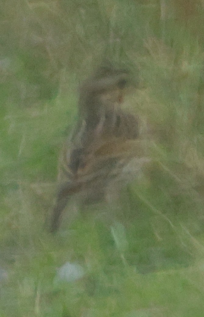 strnadec luční - ML644594851