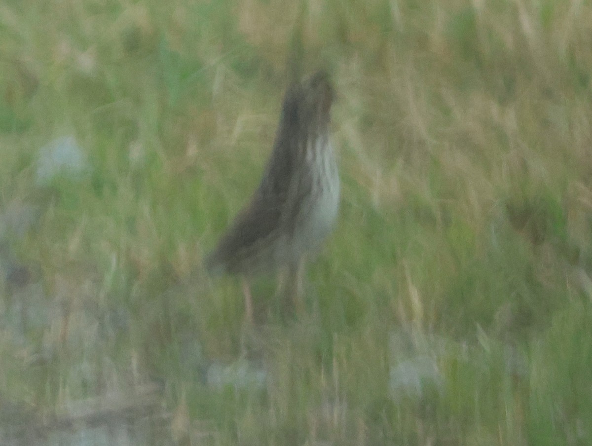 strnadec luční - ML644594852