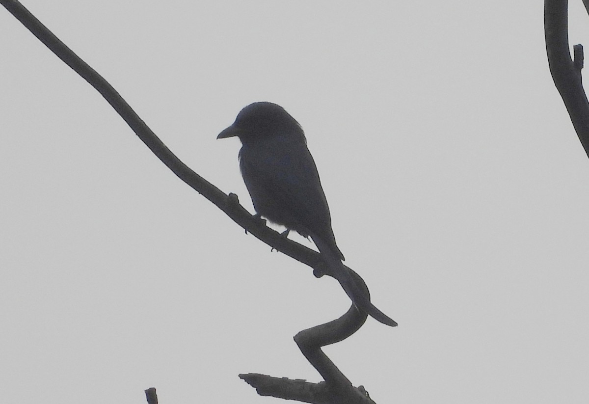 Black Drongo - ML644594854