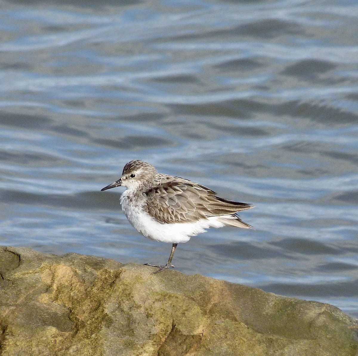 Txirri erdipalmatua - ML644594855