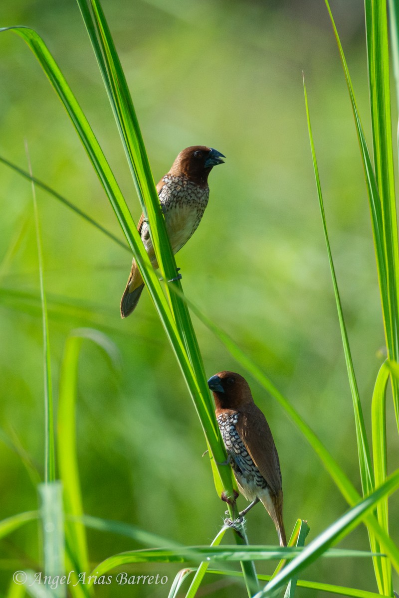 Scaly-breasted Munia - ML644594862