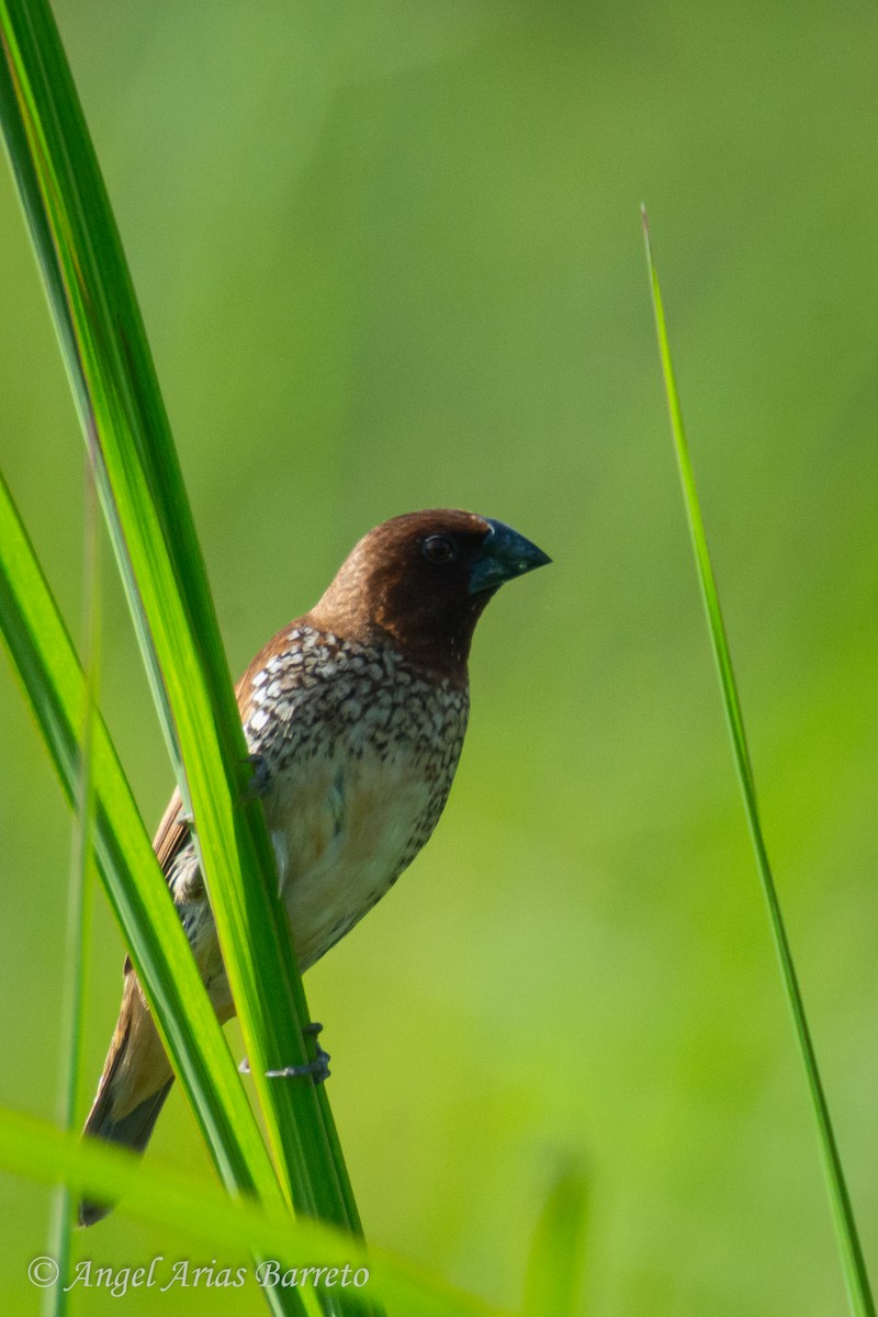 Scaly-breasted Munia - ML644594863