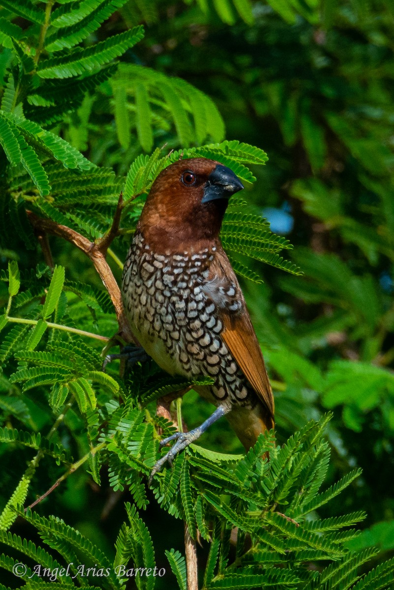 Scaly-breasted Munia - ML644594864