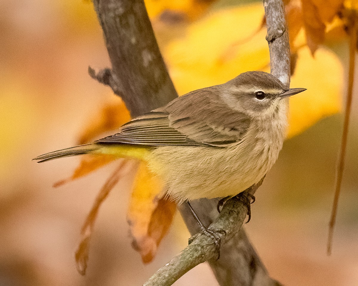 Palm Warbler - ML644594873